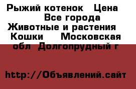 Рыжий котенок › Цена ­ 1 - Все города Животные и растения » Кошки   . Московская обл.,Долгопрудный г.